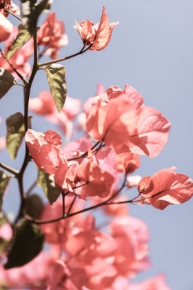 Picture of ISLAND BLOOM 02