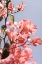 Picture of ISLAND BLOOM 02