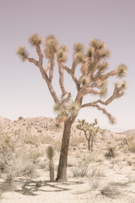 Picture of JOSHUA TREE