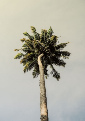 Picture of KING PALM