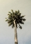 Picture of KING PALM