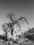 Picture of KUBU