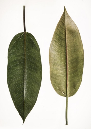 Picture of LEAF STUDY 05