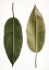 Picture of LEAF STUDY 05