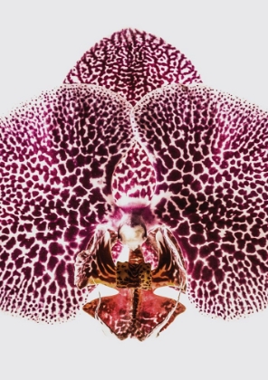 Picture of LEOPARD ORCHID