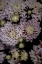 Picture of LILIUM
