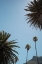 Picture of LIONS HEAD 02