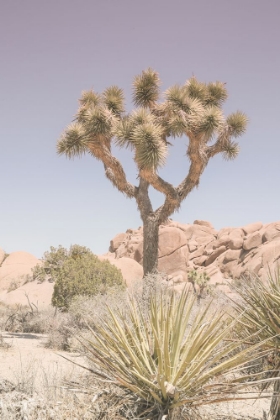 Picture of MOJAVE DESERT