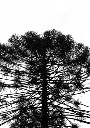 Picture of MONKEY PUZZLE