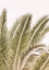 Picture of OASIS PALM 01 OA 01