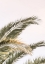 Picture of OASIS PALM 03