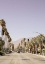 Picture of PALM SPRING