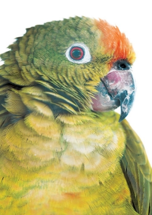 Picture of PARROT