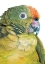 Picture of PARROT