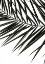 Picture of PHOENIX FROND