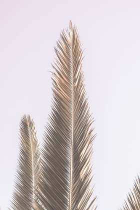 Picture of PHOENIX PALM