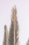 Picture of PHOENIX PALM