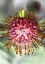 Picture of PINCUSHION 01