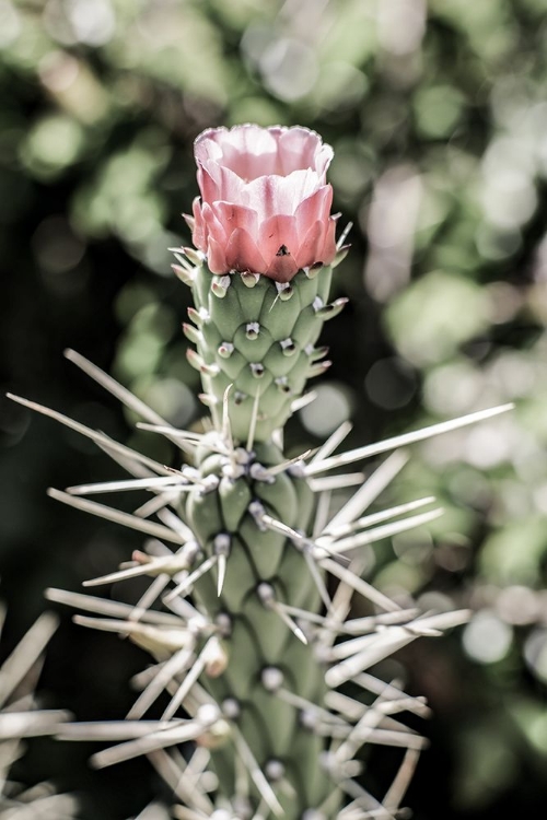 Picture of PINK DESERT BLOOM