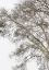Picture of PLAIN TREE