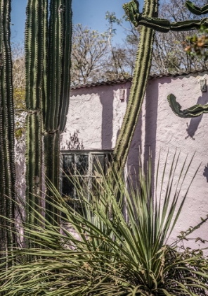 Picture of PLANTS ON PINK