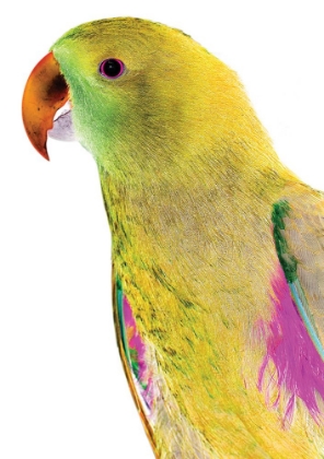 Picture of POLLY