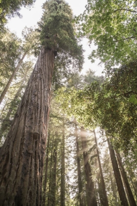 Picture of REDWOODS