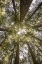 Picture of REEDWOOD FOREST