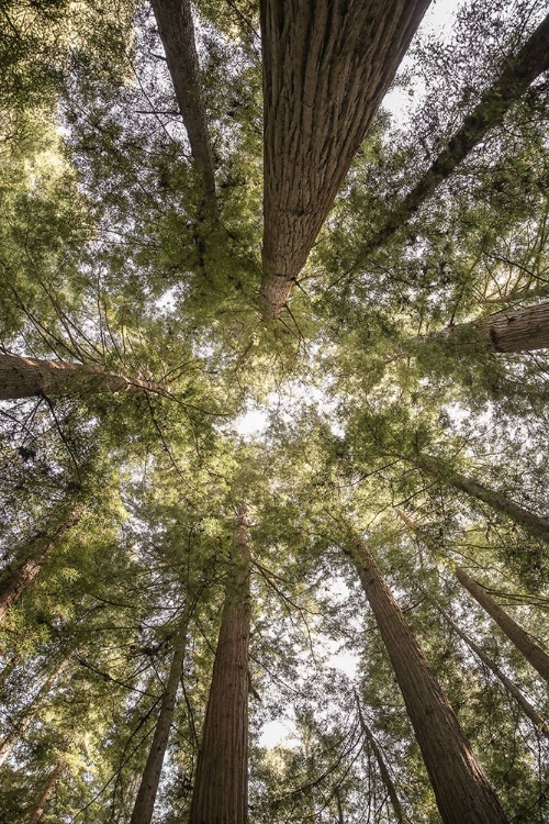 Picture of REEDWOOD FOREST