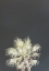 Picture of ROBUSTA