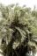Picture of SEA BREEZE NO2