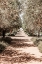 Picture of SECRET GARDEN