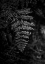 Picture of SILVER FERN