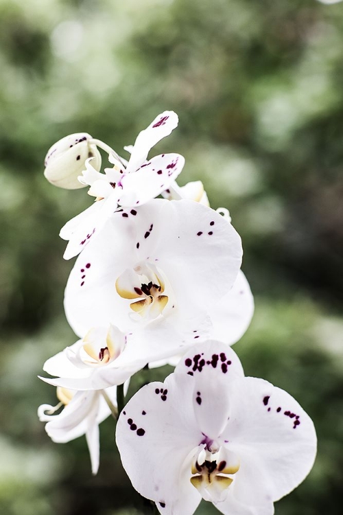 Picture of SPRING BLOOMS