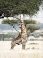 Picture of STRETCH