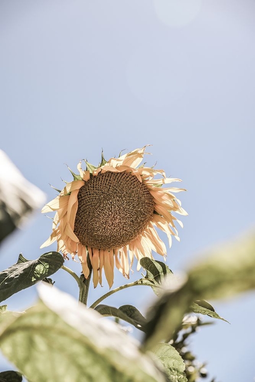 Picture of SUN BLOOM