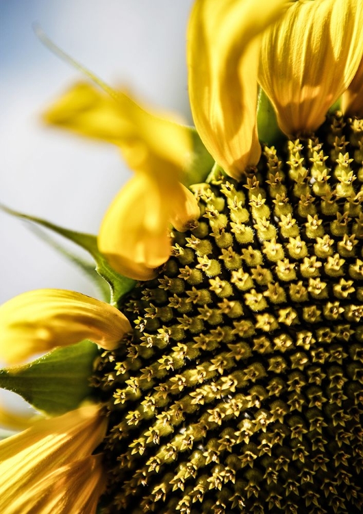 Picture of SUNFLOWER