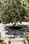 Picture of TREE MOZAIC