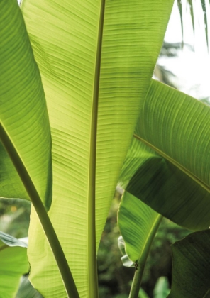 Picture of TROPIC BANANNA