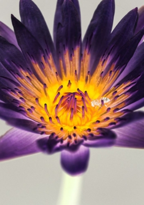 Picture of WATER LILLY
