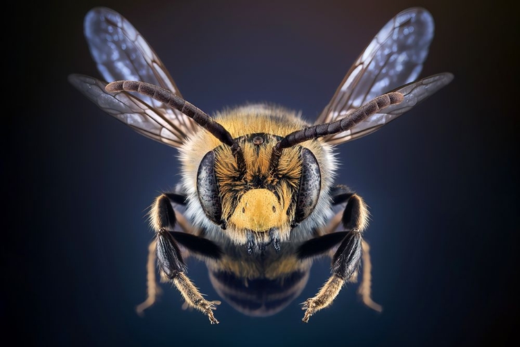 Picture of WILDBEE