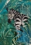 Picture of ZEBRA IN THE JUNGLE 2
