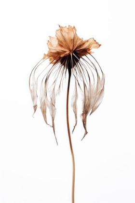 Picture of DRY JELLY FISH FLOWER