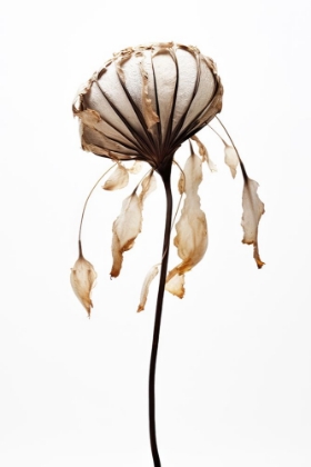 Picture of DRY SEA SHELL FLOWER