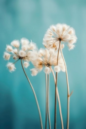 Picture of FLUFFY FLOWERS