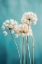 Picture of FLUFFY FLOWERS
