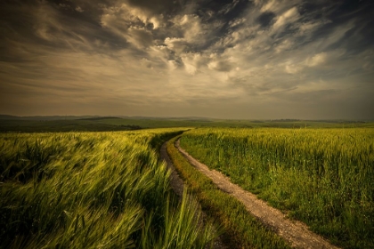 Picture of THE GREEN FIELDS