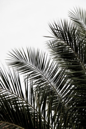 Picture of PALM LEAVES 3