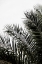 Picture of PALM LEAVES 3