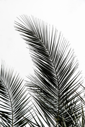 Picture of PALM LEAVES 1